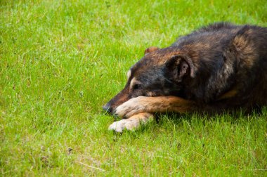 üzgün yaşlı köpek parlak yeşil çim üzerinde yatıyor. Yazın çimenlerde.