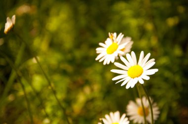 Papatya çiçekleri yeşil çimarka planda ormanda yetişir. Arka plan bulanık. Dışarıda yaz var..