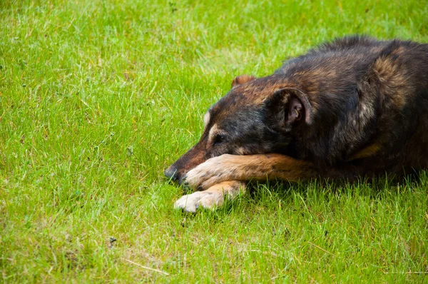Sad Old Dog Lying Bright Green Grass Lawn Summer — Stock Photo, Image