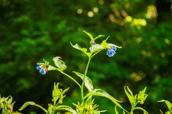Зеленое Растение Голубыми Цветами Заднем Плане Леса Лето Лесу — стоковое фото