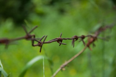 paslı dikenli tel. Diken yağmuru. Yeşil çimenlerin arka planında