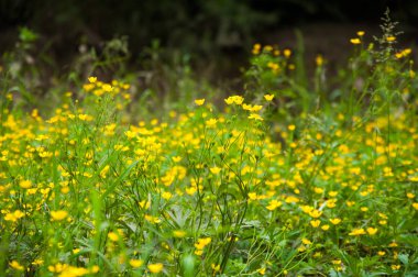 Birçok küçük sarı çiçekler çim üzerinde yaz aylarında büyür. Yeşil bitkiler ve çim.