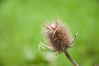 Kuru dikenli bitki bir çayırda yetişir. Yaz