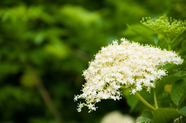 Ağaç dallarında yetişen küçük beyaz çiçekler. Yeşil yapraklar. Yaz.