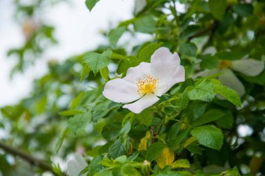 Ağaç dallarında büyüyen beyaz çiçekler. Yeşil yapraklar. Yaz. Gül Kalçalar