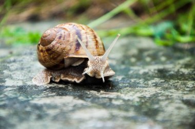 Çizgili bir evde salyangoz. Yere sürünüyor. Yaz açık