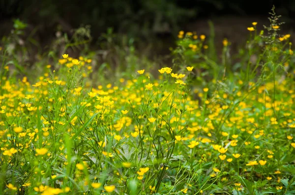 Летом Лужайке Растет Много Маленьких Желтых Цветов Зеленые Растения Трава — стоковое фото