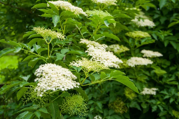Malé Bílé Květiny Rostou Větvích Stromů Zelené Listí Letní — Stock fotografie