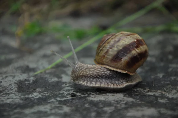 Caracol Uma Casa Listrada Rastejar Chão Verão Livre — Fotografia de Stock