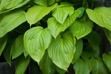 büyük yeşil yaprakları bahçede yaz aylarında büyümek