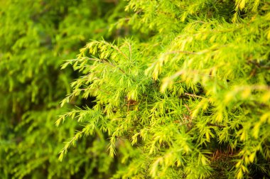 iğneler ile gür parlak yeşil bitki. Yaz