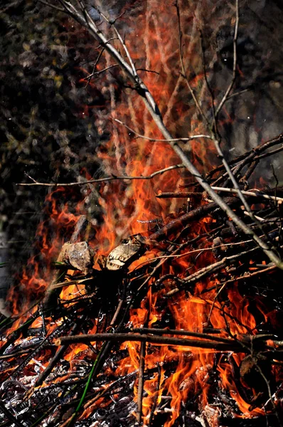 Piccoli Rami Secchi Bruciano Fuoco Grande Fuoco Lingue Fiamma — Foto Stock