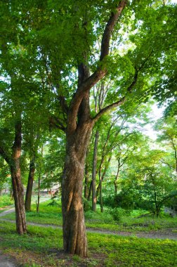 Ormandaki yeşil ağaçlar. Güneş ışınları yapraklardan geçer. Kalın şortlar. Günbatımı