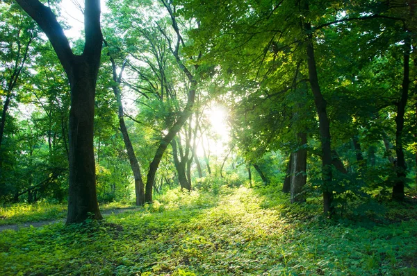 Árboles Verdes Bosque Los Rayos Del Sol Atraviesan Follaje Troncos —  Fotos de Stock