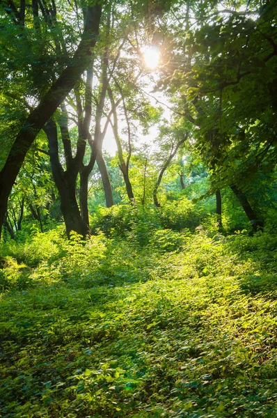 Grüne Bäume Wald Die Sonnenstrahlen Bahnen Sich Ihren Weg Durch — Stockfoto