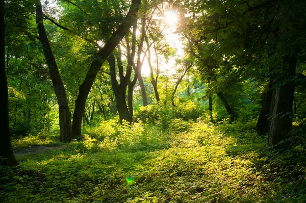 Grüne Bäume Wald Die Sonnenstrahlen Bahnen Sich Ihren Weg Durch — Stockfoto