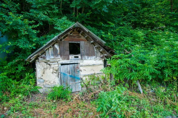 Ahşap çatılı yaşlı küçük bir ev. Ormanda yeşil ağaçların yanında. Yaz