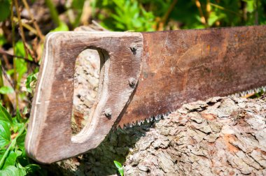 Bir el testerekalın bir ağaç gövdesikeser. Yaz