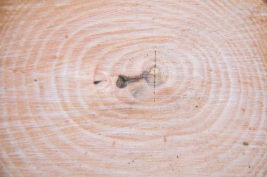 kalın ağaç gövdesi kesti. Ahşap doku. Güdük. Ahşap arka plan