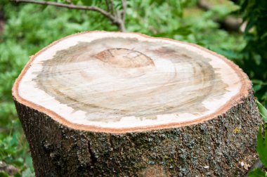 kalın ağaç gövdesi kesti. Ahşap doku. Güdük