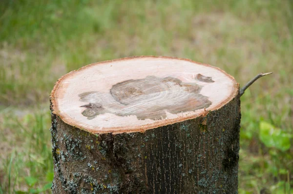 切粗树干 木材纹理 — 图库照片