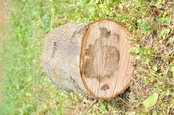 Corte Tronco Árvore Grossa Textura Madeira Coto — Fotografia de Stock