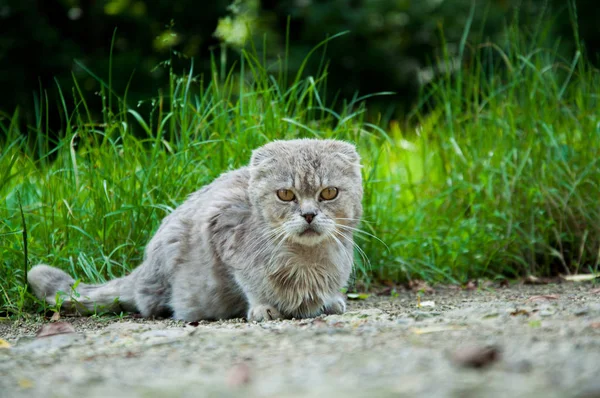 gray angry cat sitting on the ground on a background of green grass.