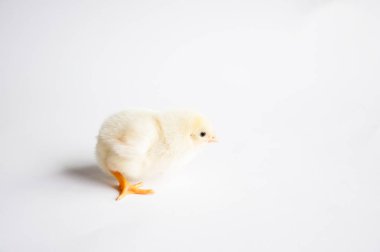 Beyaz masada küçük tavuk. Beyaz arka planda.
