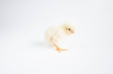 Beyaz masada küçük tavuk. Beyaz arka planda.