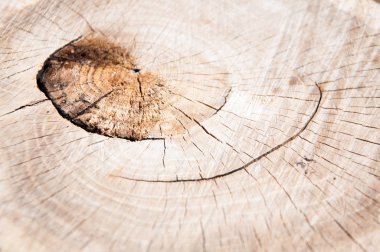 Kütük kesildi. Ahşap doku. Kalın bir ağacın poposu. Arka plan