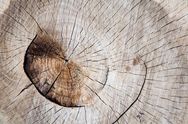 ログカット 木の質感 太い木の尻背景 — ストック写真