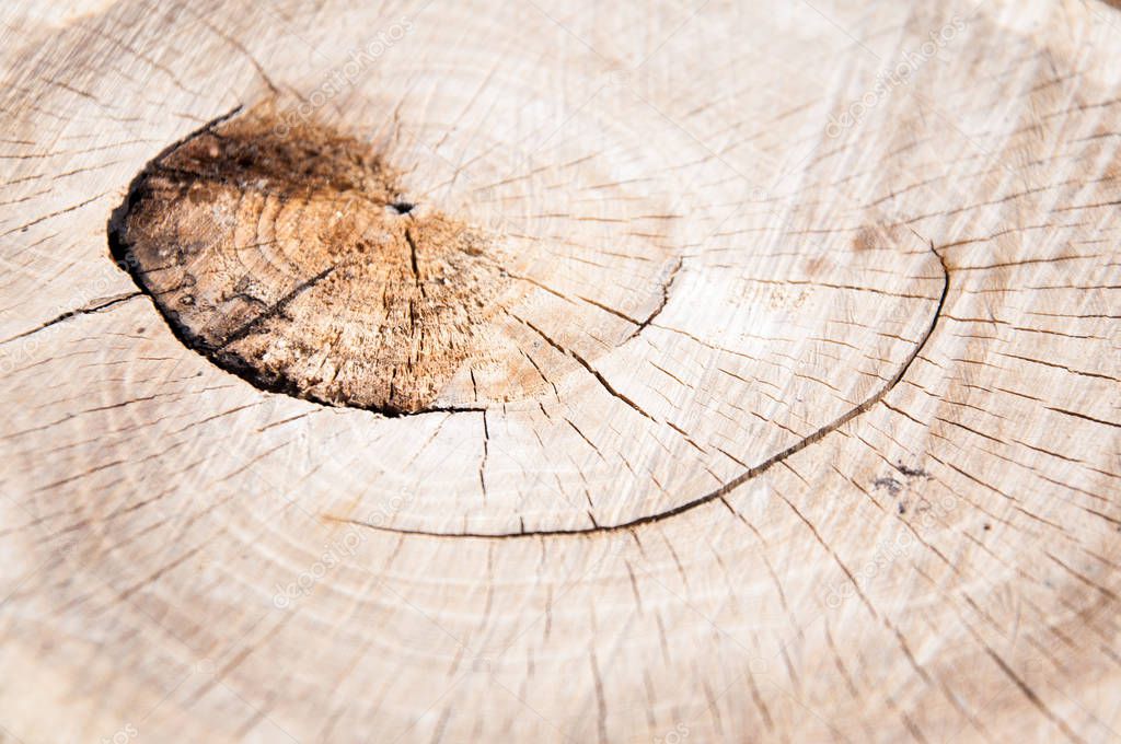 Log cut. Wood texture. The butt of a thick tree. Background