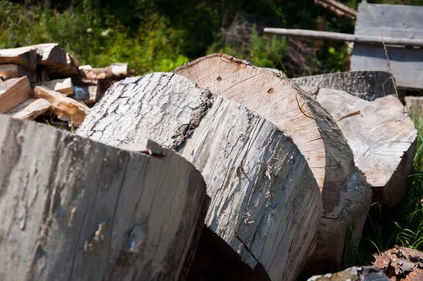 Big stumps lie on the grass. Big tree cut