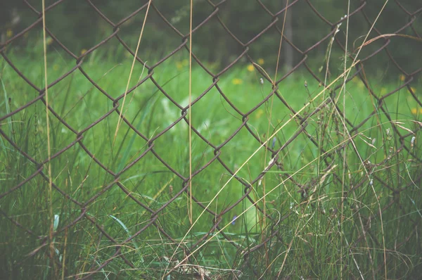 Stalen Gaas Hek Achter Het Net Groeit Groen Gras Zomer — Stockfoto