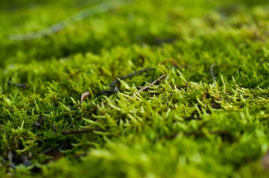 Yeşil çimenler. Parlak yosun rengi. Yaz