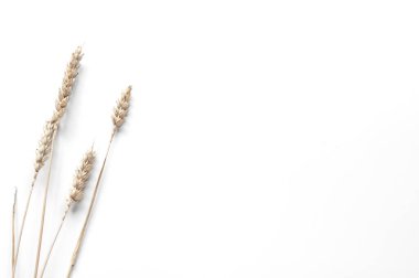 Beyaz arka planda buğday ya da çavdar kulakları.