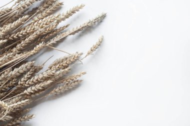 Beyaz arka planda buğday ya da çavdar kulakları.