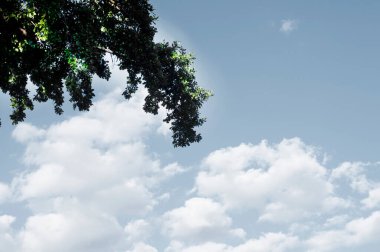 Mavi gökyüzüne karşı yeşil bir ağacın dalları. Bulutlar