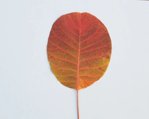 Φωτεινό Φθινοπωρινό Φύλλο Καρυδιάς Κοντά Λευκό Φόντο — Φωτογραφία Αρχείου