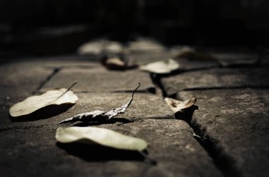 Yerdeki kurutulmuş yaprakları