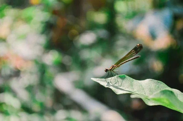 Libellule Sur Une Feuille — Photo