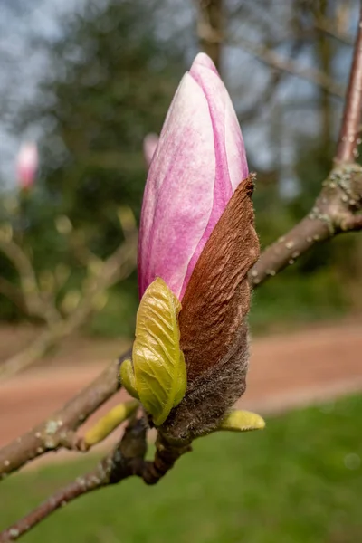Baharda pembe manolya çiçeği