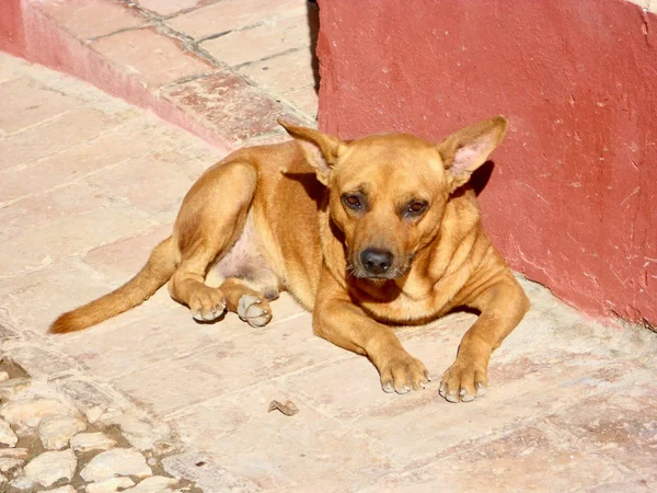 Perro en res — Foto de Stock