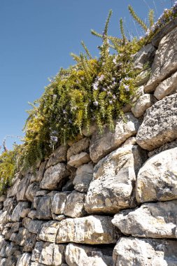 taş duvar ve Akdeniz bitkileri