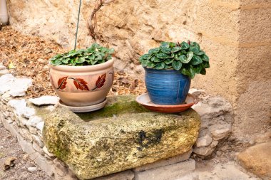 renkli pişmiş toprak kaplarda yeşil bitkiler