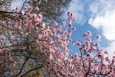 Pembe çiçekler ve mavi gökyüzü ile Manolya dalları