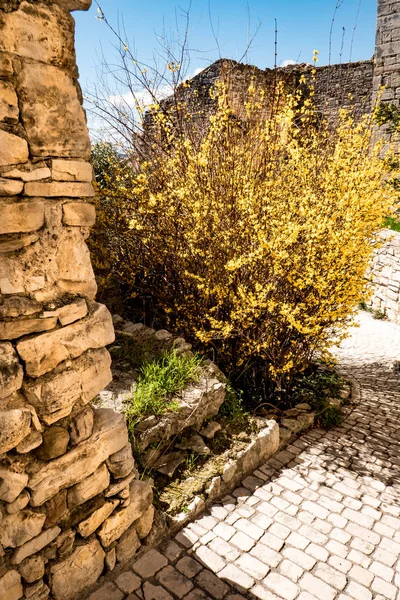 Forsythia çiçek ve eski bir hous taş duvar