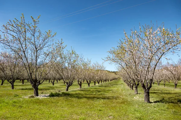 orchard with flowering trees