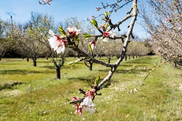 bir meyve bahçesinde kiraz dalı