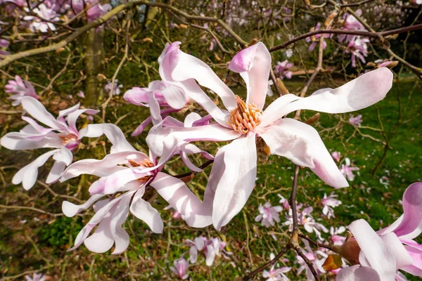 Magnolia stellata flowers in the foreground — Stock Photo, Image